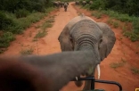国家地理摄影师的呆萌日常：把大象装进镜头分几步