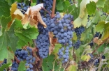 初学者应该了解的8个葡萄品种